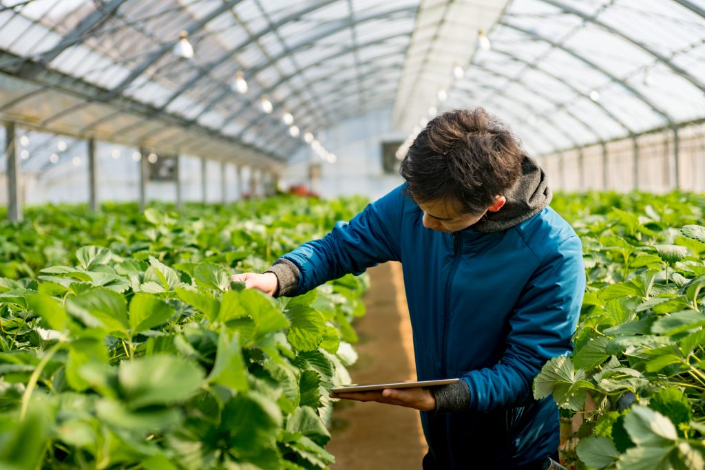 A person looking at a farm of plants inside a large greenhouse